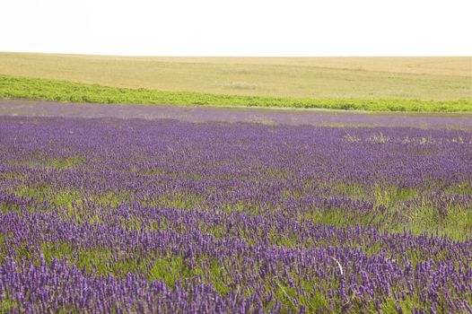 Lavender field amongst crops against a white sky with copy space.