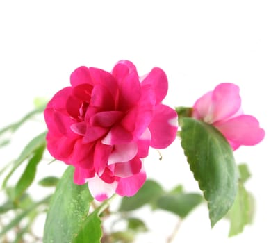 Blossom flower (Balsaminaceae). Shallow DOF.