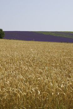 Wheat/ barley grains in the foreground with a stripe of deep purple lavender field against a white sky with copy space.