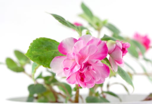 Blossom flower (Balsaminaceae). Shallow DOF.