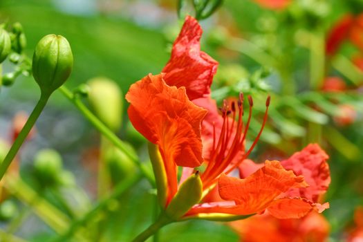 Red Peacock Flower