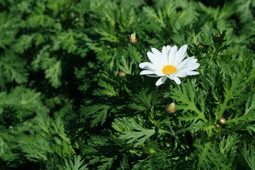 White Daisy Flower