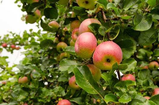 Red ripe apples hang on fruit tree branch. Healthy ecologic food nutrition.