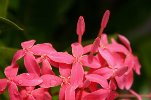 Ixora Coccinea