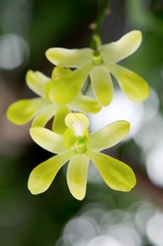 Close up of beautiful lemon chiffon orchids blooms .