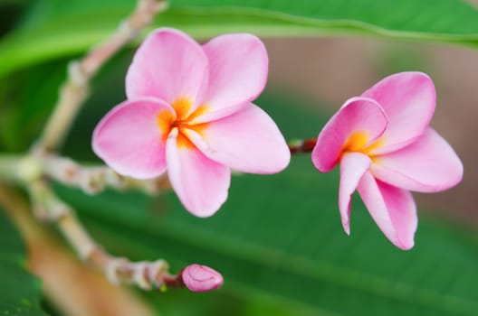 fresh plumeria flowers in the garden 