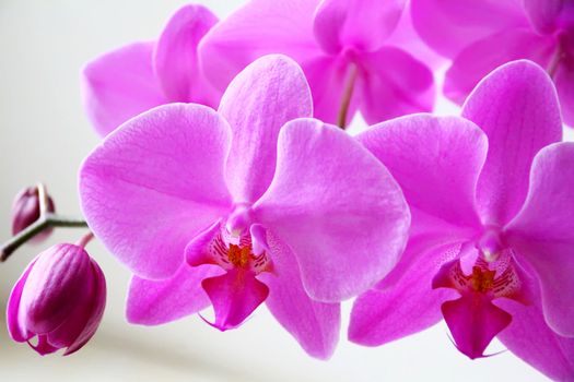 Image of beautiful orchid