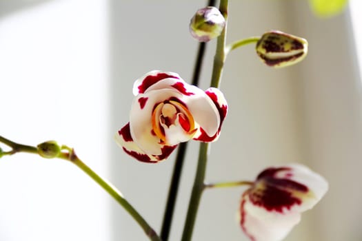 Image of beautiful orchid
