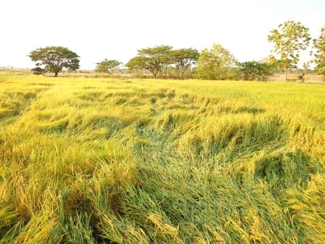 Rice Paddy Field at local thailand