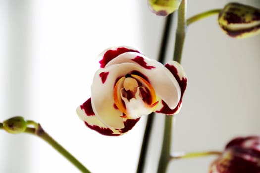Image of beautiful orchid
