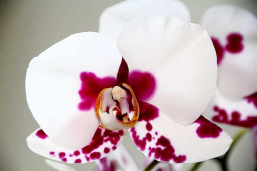 Image of beautiful orchid
