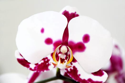 Image of beautiful orchid