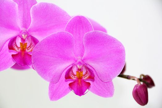 Image of beautiful orchid