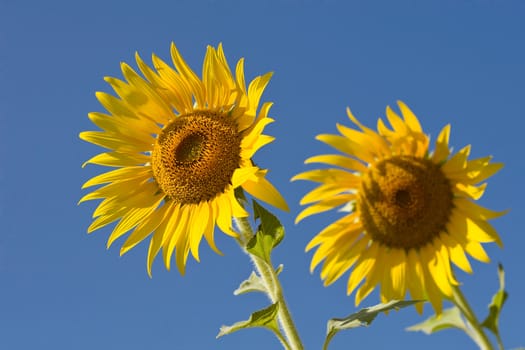 Sunflowers with blue sky