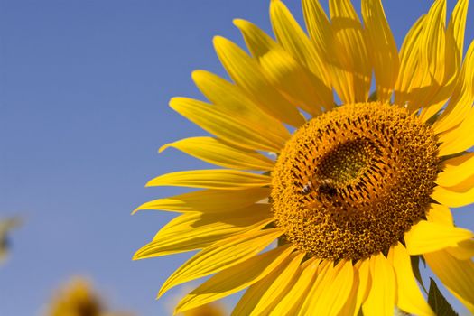 Honey Bee on Sunflower