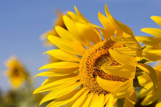 Honey Bee on Sunflower