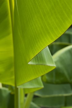 Banana Leaf