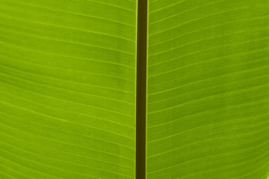 Banana Leaf