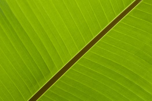 Banana Leaf