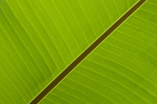 Banana Leaf