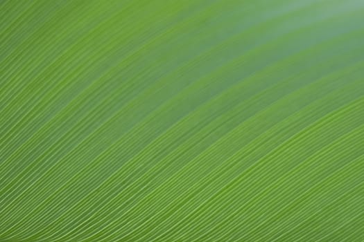 Banana Leaf