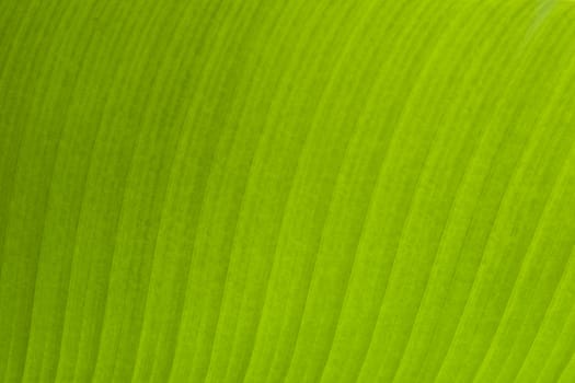 Banana Leaf background