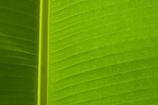 Banana Leaf