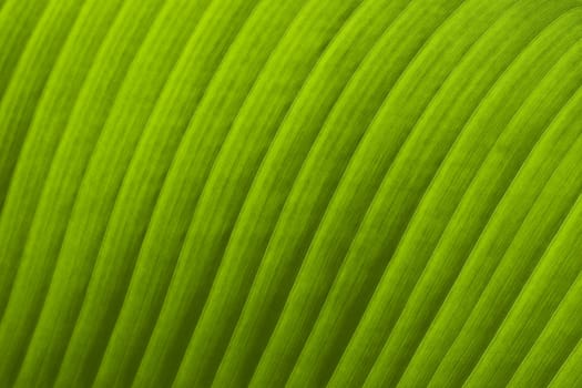 Banana Leaf