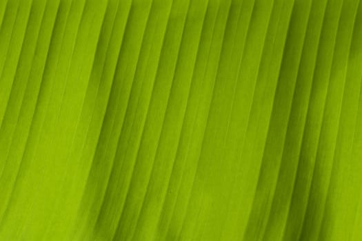 Banana Leaf