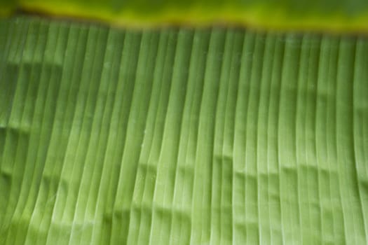 Banana Leaf