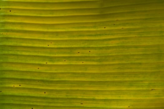 Banana Leaf