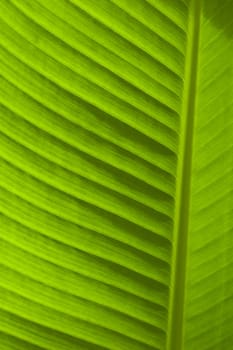 Banana Leaf