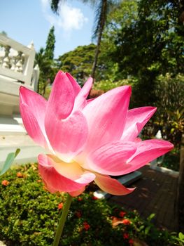 pink lotus in water                               