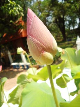 Pink Lotus