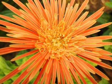 Fresh Flower in the garden                        