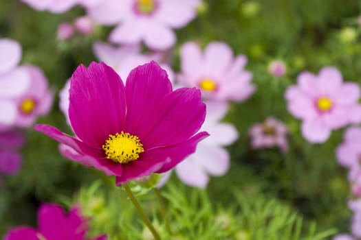 Cosmos Flower