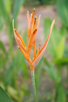 Heliconia Flower