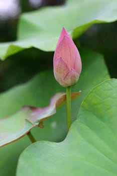 Bud of Lotus Flower