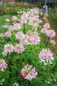Flower Garden