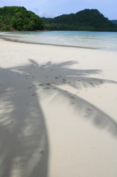 Shadow of the Coconut