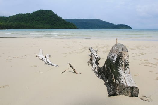 Driftwood on the Beach