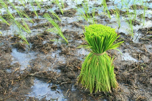 Rice Plants