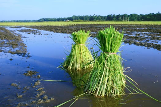 Rice Plants
