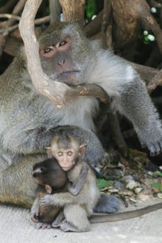 Mother and Son Monkeys