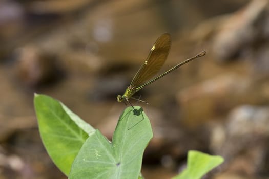 Dragonfly on Leaf