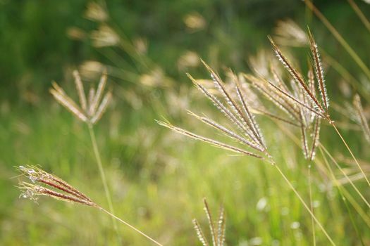 Grass Field