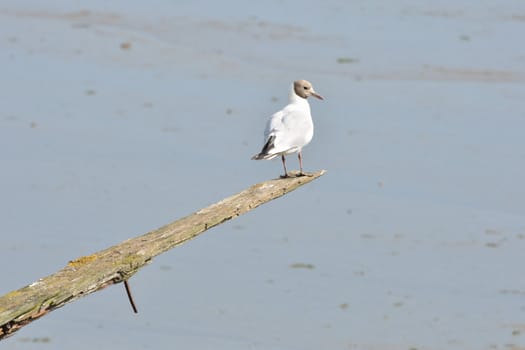 Gull walking the plank