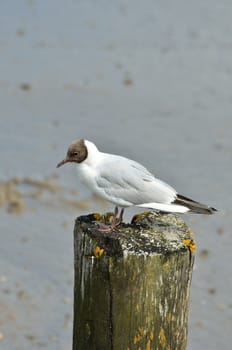 Gull sitting  on Post