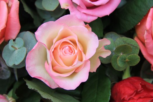 Close up of a rose in different shades of pink