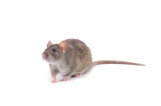 rat isolated on white background